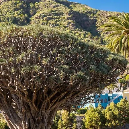 Cerca Del Drago Icod De Los Vinos